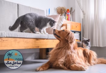 راهنمای انتخاب بهترین حیوان خانگی برای نگهداری در آپارتمان