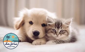 هزینه نگهداری حیوانات خانگی در خانه چقدر است؟