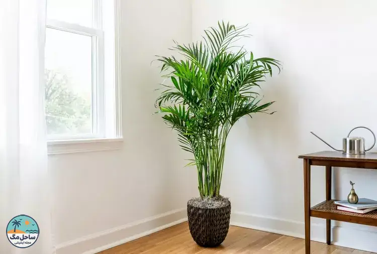 نخل گربه‌ای (کاسکید پالم)